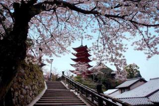 京都的樱花开了