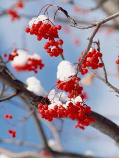 吾道读书会《逢雪宿芙蓉山主人》晓雅