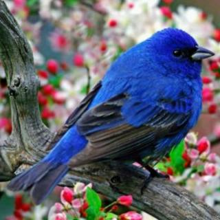 童谣Blue Bird
