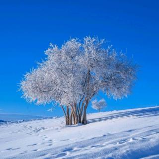 清风：银装素裹，纷飞白雪