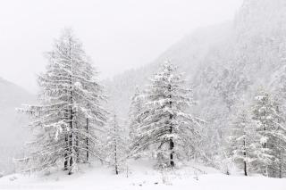 雪娃娃的眼泪