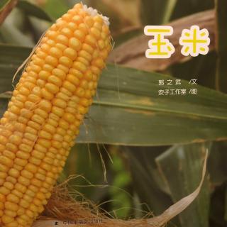 玉米🌽