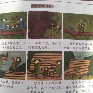 动物的宝宝