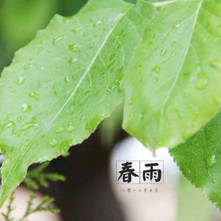 春雨(付志勇)