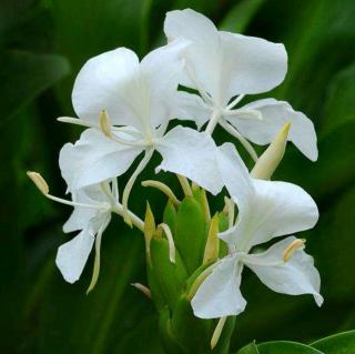 野姜花——林清玄