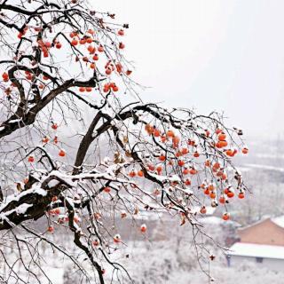 苏子：雪下得认真  ｜小镇的诗