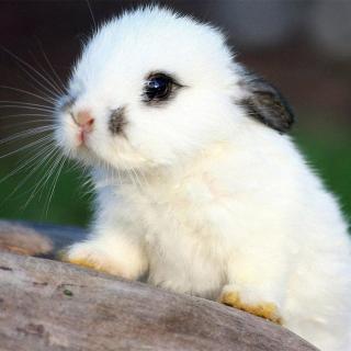 你就是我的小白兔