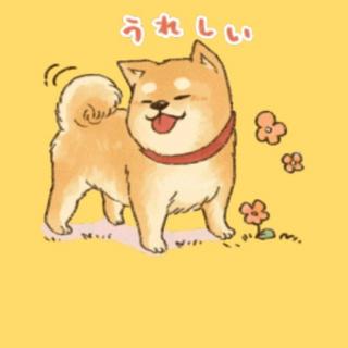 小狗🐶穿鞋