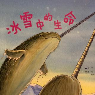 冰雪中的生命🐳