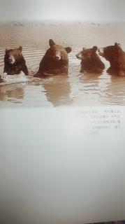 小豆豆动物剧场：熊🐻