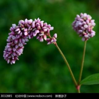 红蓼花开    作者：浮舟笑沧海