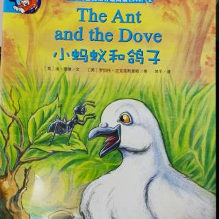 英语绘本《小蚂蚁和鸽子》