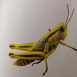 昆虫记灰蝗虫个性图片