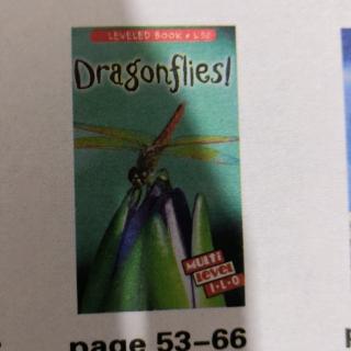 Dragonflies!