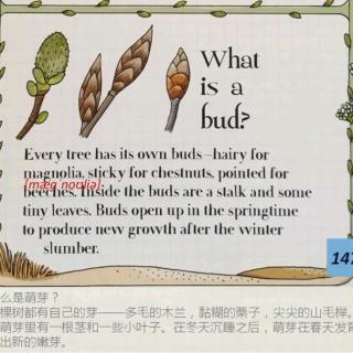 Plants 30 What is bud? 芽