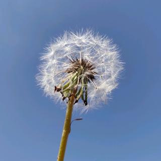 爱一个人的最好方式  苏芩