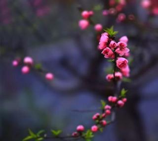 把日子过成一朵花