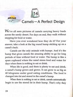 Camels-A Perfect Design-20190214