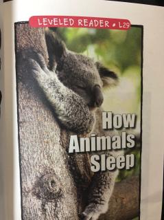 How Animals Sleep