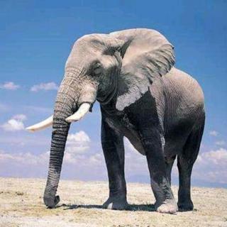象族的鼻子怎么那么长？