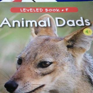 F11  Animal  Dads