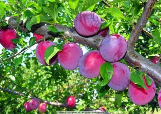 分享到新浪微博分享到qzone分享到豆瓣分享到人人网介绍:bears plum