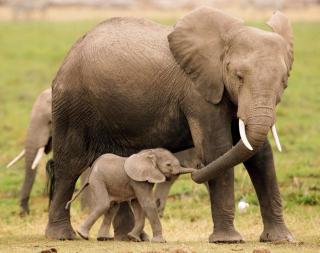 大象🐘妈妈救了野猪🐷宝宝