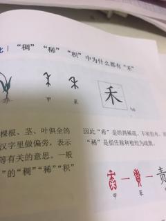 我爱汉字—“稠”“稀”“积”中为什么都有“禾”