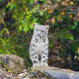 La protección de leopardo de las nieves en China rinde frutos