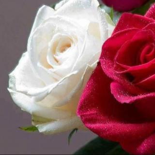 落雪°︱红玫瑰与白玫瑰：得不到的永远在骚动