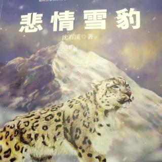 悲情雪豹——《真相大白，雪妖变成了乞丐，在向豺乞讨食物》