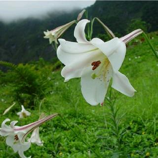 《百合花开》作者/林清玄  朗诵/英子