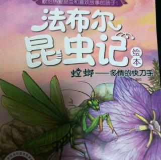 法布尔昆虫记--螳螂(5)