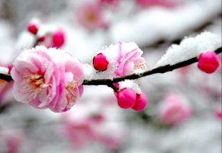 【春寒梅艳】文／李光谷    合诵：花儿🌹碧海青天