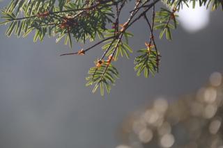 邓小平爷爷植树