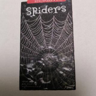 Spiders