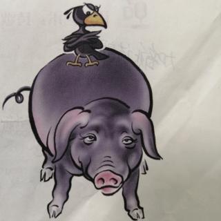 金话筒故事屋🏡乌鸦和黑猪