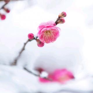《春天里“三八”节的女人》——作者：岩峰，诵读：宁静