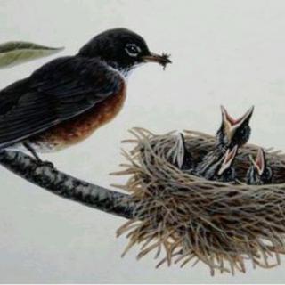 鸟唐白居易成哥20190301