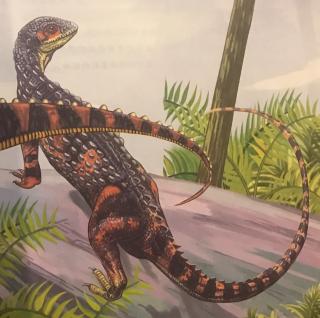 恐龙王国大百科---小盾龙