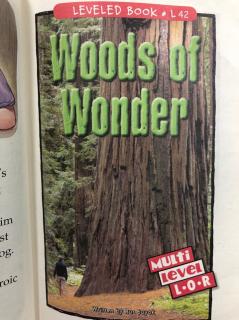 Woods of Wonder