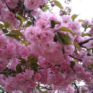 樱花昨夜风雨  /叶延滨