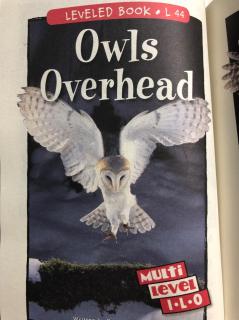 Owls Overhead