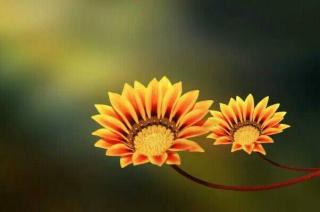 国风 邶风 击鼓