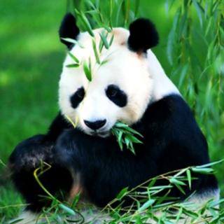 儿童百科:031吃竹子的国宝:大熊猫