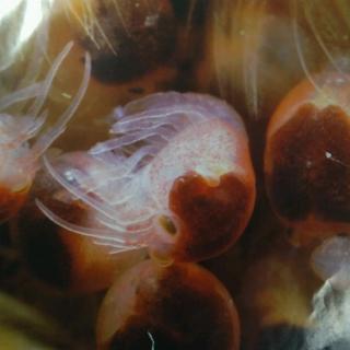 生命的故事——诞生了！小龙虾