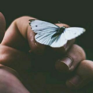 永远的蝴蝶