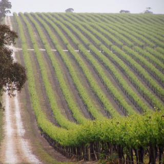 澳大利亚葡萄酒第12节：帕史维产区