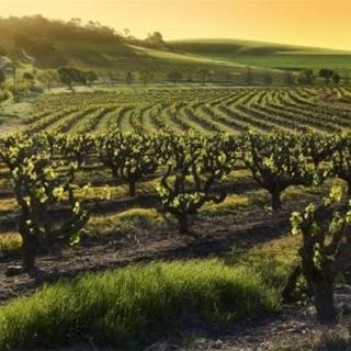 澳大利亚葡萄酒第14节：巴罗萨产区