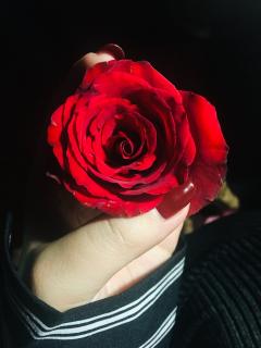 世界上最美丽的一朵玫瑰花